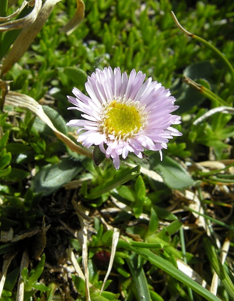 erigeron epiroticus?